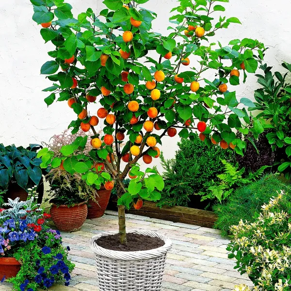 Apricot_Grafted_.5-3.5_Ft_Hybrid_Fruit_Plant