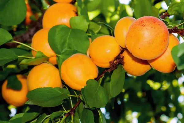 Apricot_Grafted_.5-3.5_Ft_Hybrid_Fruit_Plant