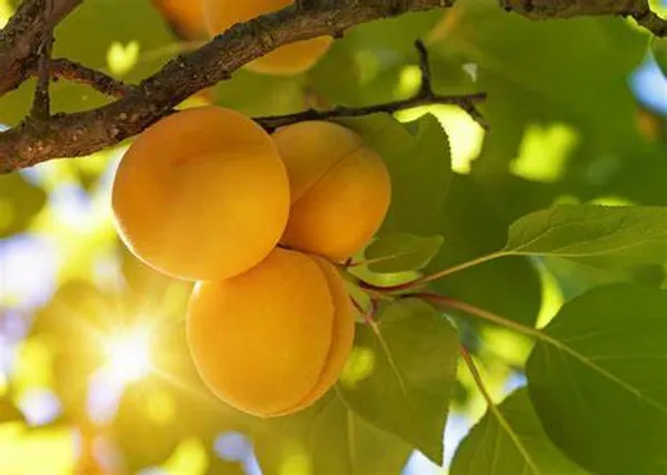 Apricot_Grafted_.5-3.5_Ft_Hybrid_Fruit_Plant