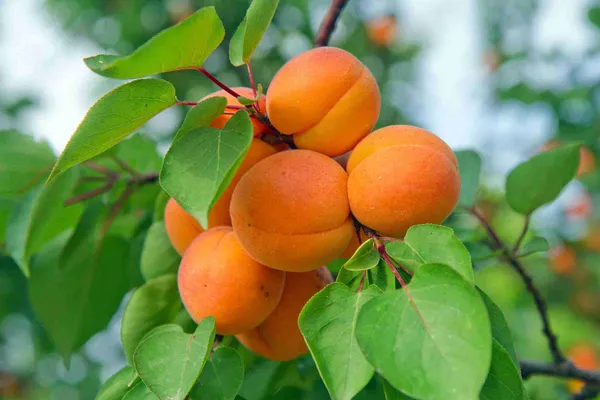 Apricot_Grafted_.5-3.5_Ft_Hybrid_Fruit_Plant