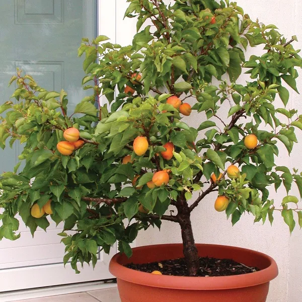 Apricot_Grafted_.5-3.5_Ft_Hybrid_Fruit_Plant