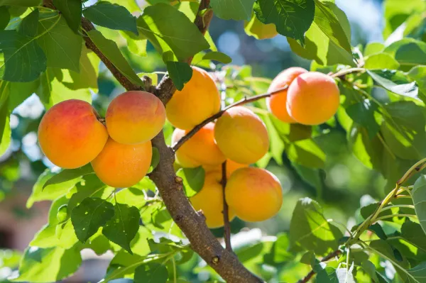 Apricot_Grafted_.5-3.5_Ft_Hybrid_Fruit_Plant