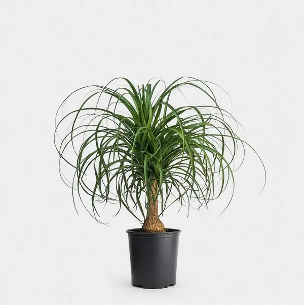 Ponytail_Palm_Plant