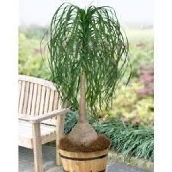 Ponytail_Palm_Plant