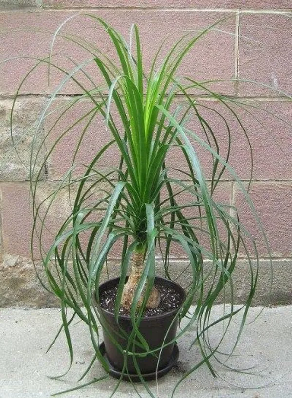 Ponytail_Palm_Plant