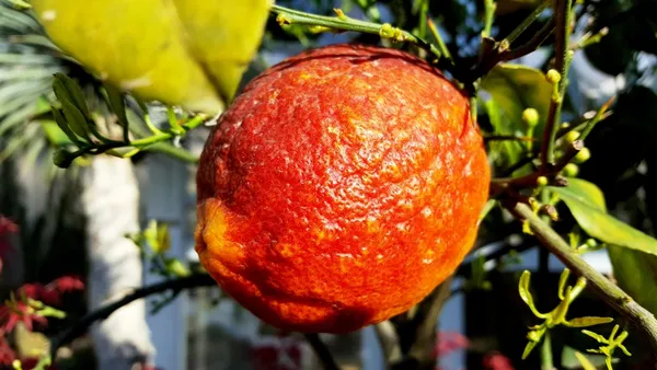 Limone_Rosso_Fruit_Plant