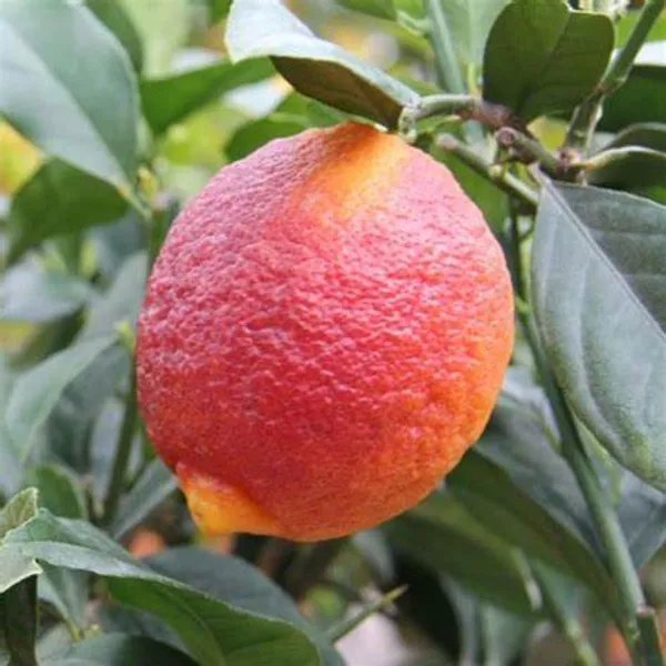 Limone_Rosso_Fruit_Plant