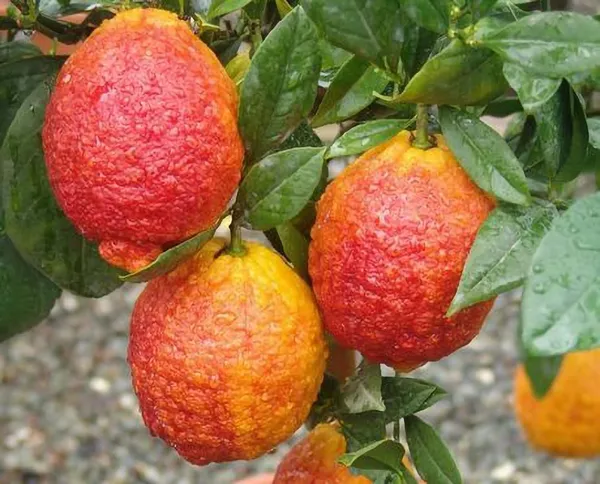 Limone_Rosso||Citrus_Limonmedica_Pigmentata_Rubra_Limone_Rosso_Plant_Original