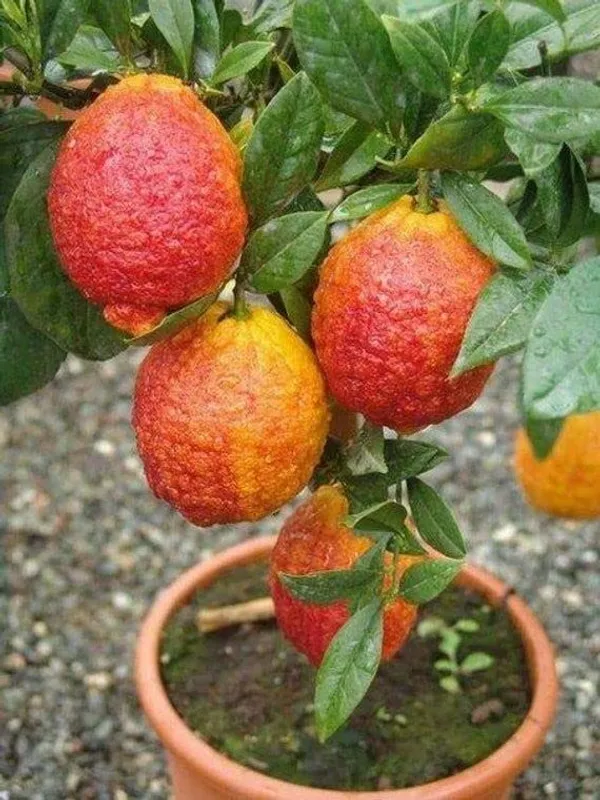 Limone_Rosso||Citrus_Limonmedica_Pigmentata_Rubra_Limone_Rosso_Plant_Original