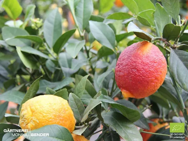 Limone_Rosso||Citrus_Limonmedica_Pigmentata_Rubra_Limone_Rosso_Plant_Original