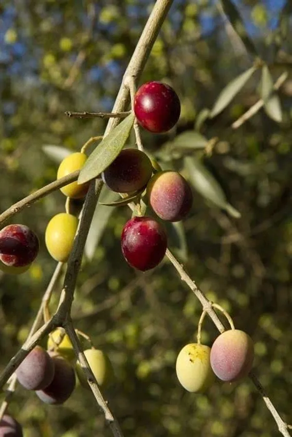 Arabic_Olive_Tree_Plant_1_Healthy_Plant