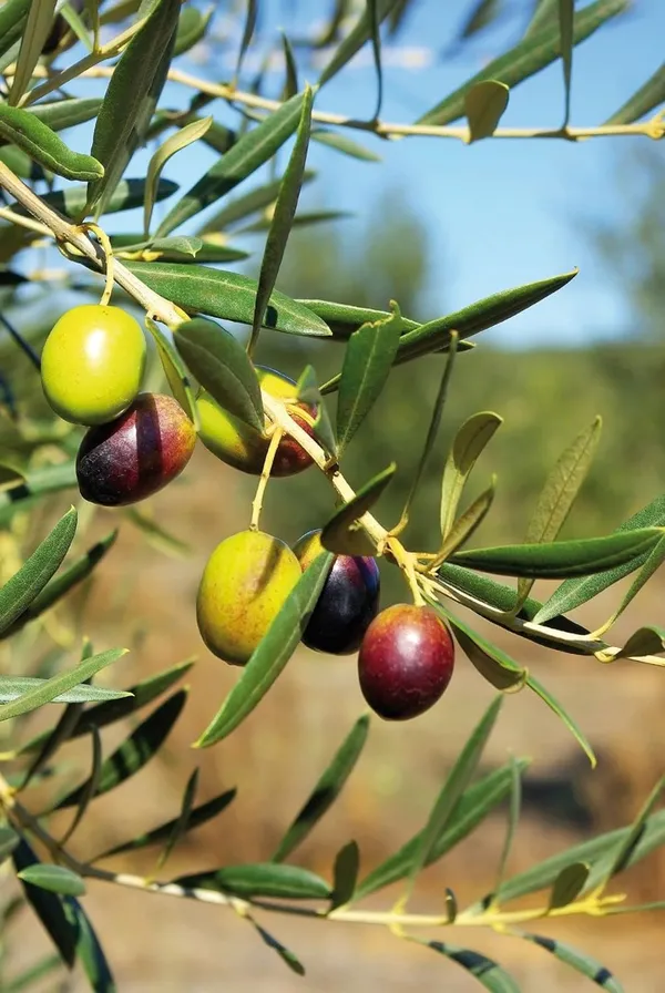 Arabic_Olive_Tree_Plant_1_Healthy_Plant