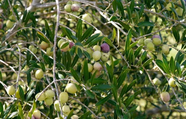 Arabic_Olive_Tree_Plant_1_Healthy_Plant