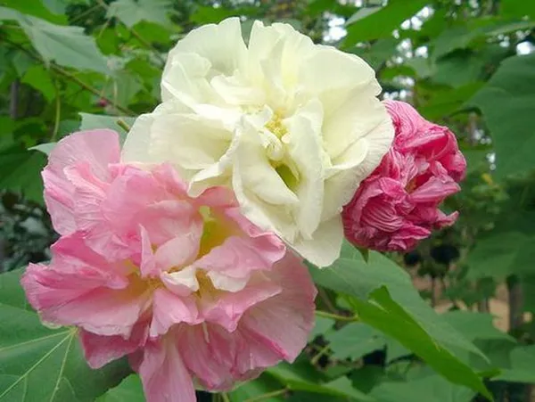 Land_Lotus_Flower_Plant
