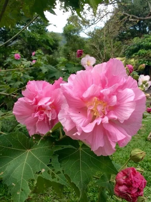 Land_Lotus_Flower_Plant