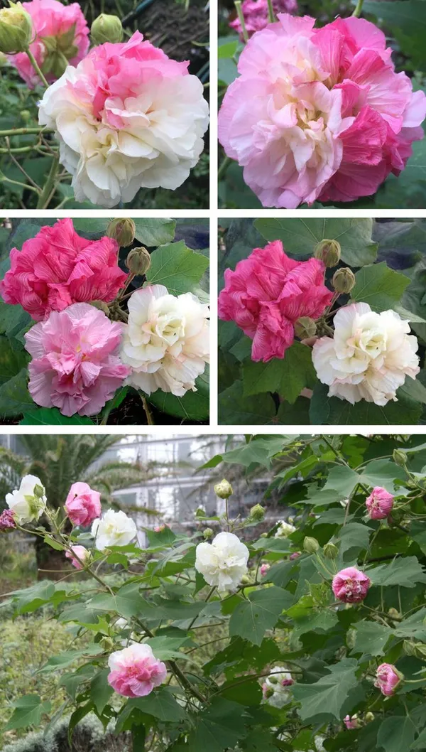 Land_Lotus_Flower_Plant
