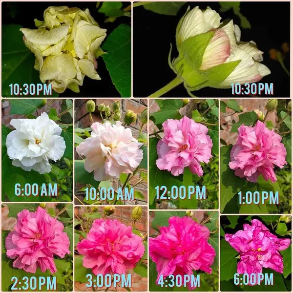 Land_Lotus_Flower_Plant