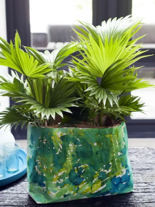 China_Fan_Palm|Livistona_Chinensis_Plant