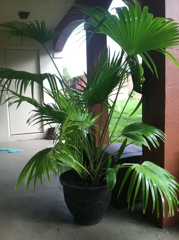 China_Fan_Palm|Livistona_Chinensis_Plant