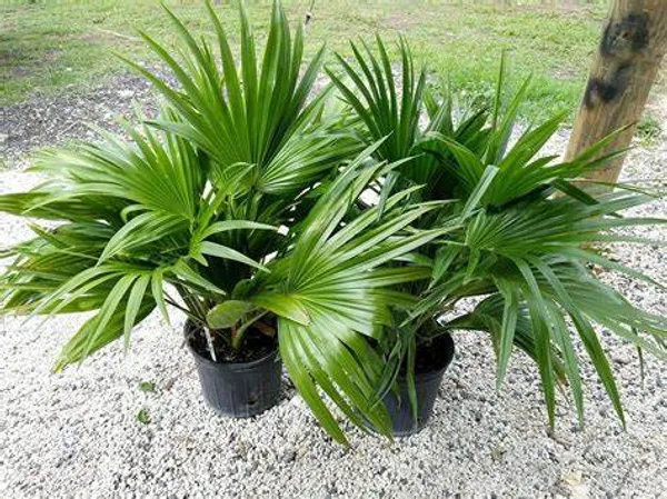 China_Fan_Palm|Livistona_Chinensis_Plant