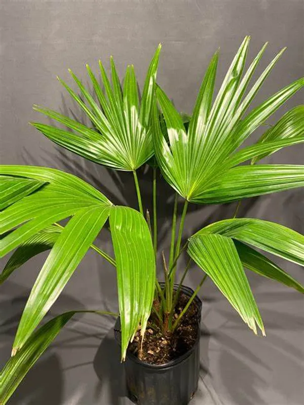 China_Fan_Palm|Livistona_Chinensis_Plant