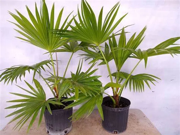 China_Fan_Palm|Livistona_Chinensis_Plant