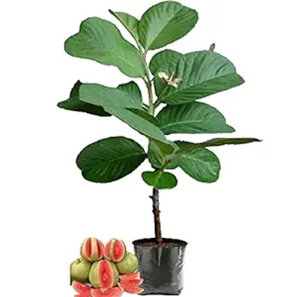 Red_Diamond_Guava_Plant,_Peyera,Amrudking_Of_Guava_"New_Variety"_Plant_&_Tree__Grafted