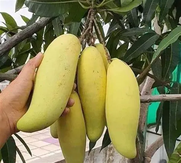Mango_Yellow_Banana_Variety_Grafted_am_Fruit_Plants_&_Tree1.5-2_Ft_Size