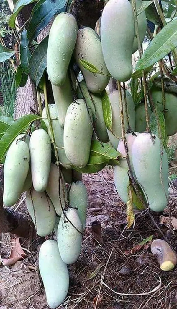 Mango_Yellow_Banana_Variety_Grafted_am_Fruit_Plants_&_Tree1.5-2_Ft_Size