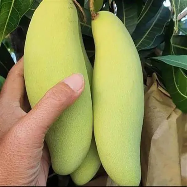 Mango_Yellow_Banana_Variety_Grafted_am_Fruit_Plants_&_Tree1.5-2_Ft_Size