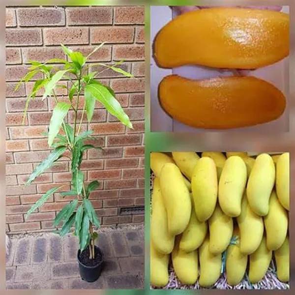 Mango_Yellow_Banana_Variety_Grafted_am_Fruit_Plants_&_Tree1.5-2_Ft_Size