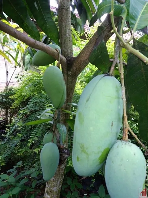 Mango_Yellow_Banana_Variety_Grafted_am_Fruit_Plants_&_Tree1.5-2_Ft_Size