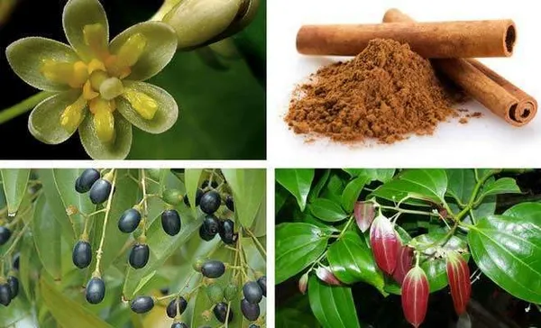 Cinnamon_|Dalchini_Plant__Healthy_Plant_For_Sweet_Home_Garden
