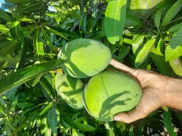 Himsagar_And_Kishan_Bhog_Mangoes_Grafted_Plant_&_Tree_||Hybrid_Plant-_1.5-2.5_Ft._Height_||_King_Of_Mango_Grafted_Plant_Original_Variety