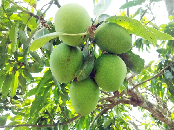 Himsagar_And_Kishan_Bhog_Mangoes_Grafted_Plant_&_Tree_||Hybrid_Plant-_1.5-2.5_Ft._Height_||_King_Of_Mango_Grafted_Plant_Original_Variety