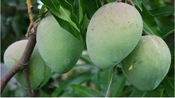 Himsagar_And_Kishan_Bhog_Mangoes_Grafted_Plant_&_Tree_||Hybrid_Plant-_1.5-2.5_Ft._Height_||_King_Of_Mango_Grafted_Plant_Original_Variety