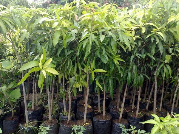 Himsagar_And_Kishan_Bhog_Mangoes_Grafted_Plant_&_Tree_||Hybrid_Plant-_1.5-2.5_Ft._Height_||_King_Of_Mango_Grafted_Plant_Original_Variety