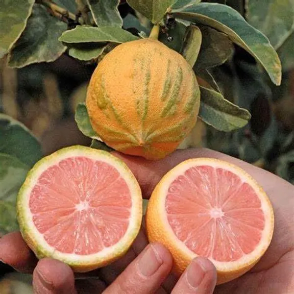 Variegated_Pink_Lemon_Plant_&_Tree_Plants_&_Tree1-1.5_Ft_Size_Hybrid_Healthy_Plant_And_Tree__1_Year_Old_Plant_&_Tree