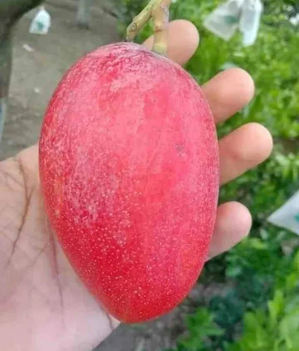 Original_Unique_Japanese_Miyazaki_Grafted_Mango_Plant_&_Tree_Imported_Limited_Stock