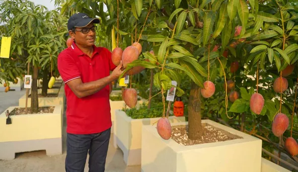 Original_Unique_Japanese_Miyazaki_Grafted_Mango_Plant_&_Tree_Imported_Limited_Stock