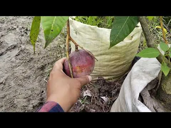 Original_Unique_Japanese_Miyazaki_Grafted_Mango_Plant_&_Tree_Imported_Limited_Stock