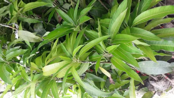 Original_Unique_Japanese_Miyazaki_Grafted_Mango_Plant_&_Tree_Imported_Limited_Stock