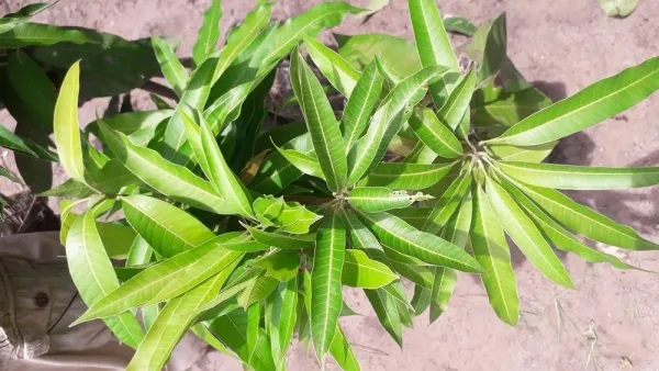 Original_Unique_Japanese_Miyazaki_Grafted_Mango_Plant_&_Tree_Imported_Limited_Stock
