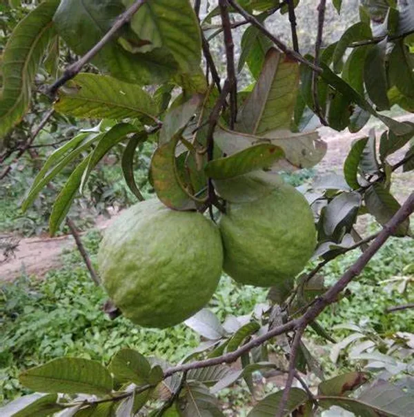 Guava_Vnr_Grafted_2.5-3.5_Ft_Plant