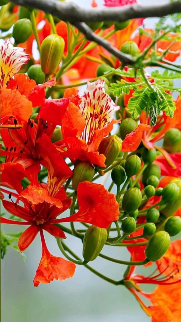 Indiana_Flame_Tree_Royal_Poinciana_Gulmohar_Krishnachura_Tree