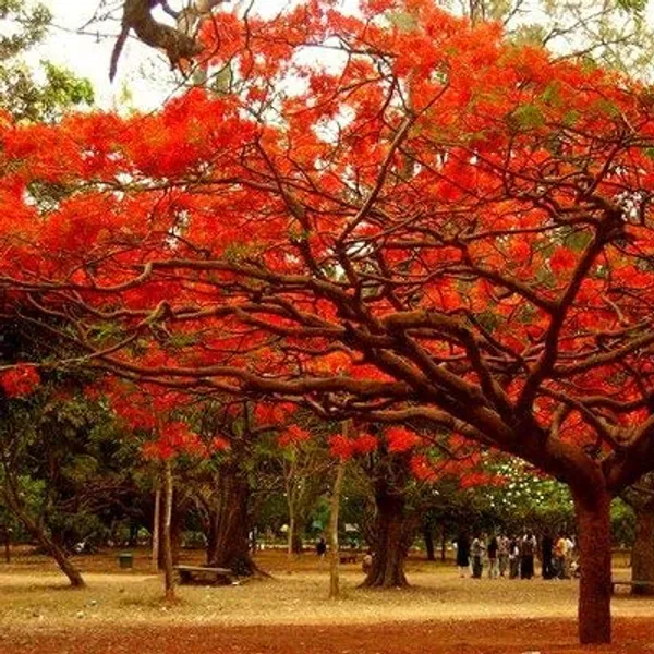 Indiana_Flame_Tree_Royal_Poinciana_Gulmohar_Krishnachura_Tree