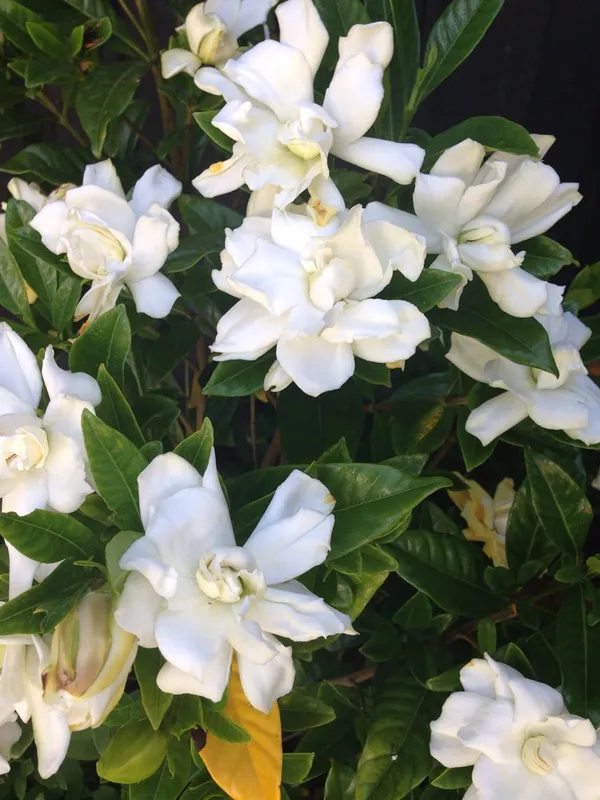 Cape_Jasmine_Gandhraj_Plant_&Tree_|_Gandharaj_Highly_Fragrant_Flowering_Plant