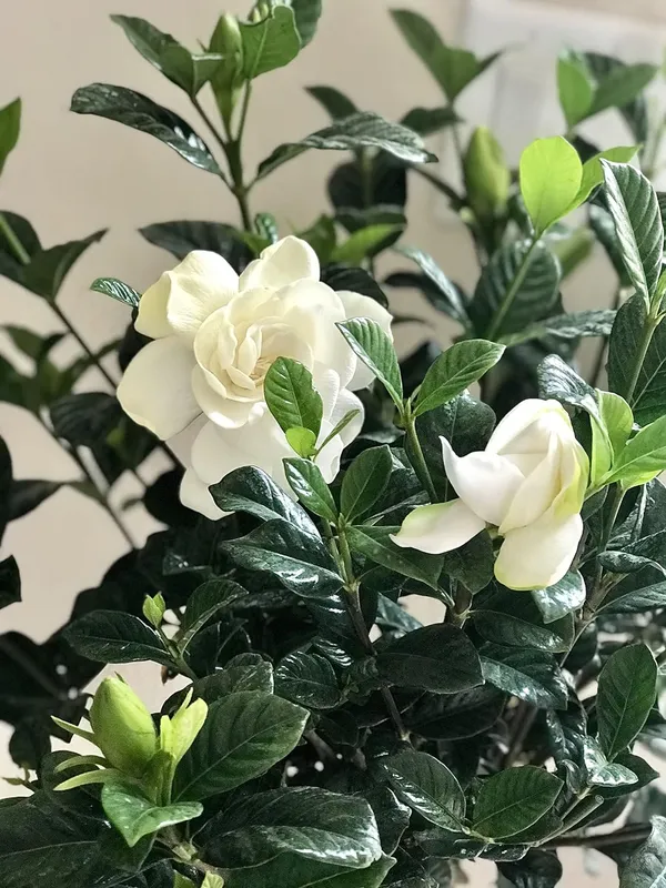Cape_Jasmine_Gandhraj_Plant_&Tree_|_Gandharaj_Highly_Fragrant_Flowering_Plant