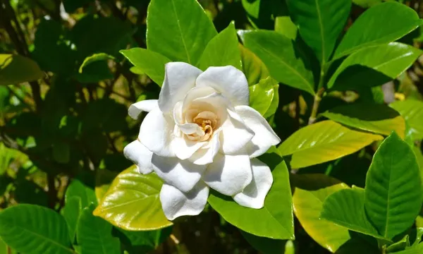 Cape_Jasmine_Gandhraj_Plant_&Tree_|_Gandharaj_Highly_Fragrant_Flowering_Plant