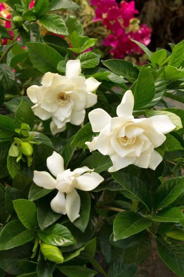 Cape_Jasmine_Gandhraj_Plant_&Tree_|_Gandharaj_Highly_Fragrant_Flowering_Plant